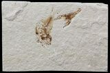 Cretaceous Fossil Lobster and Fossil Fish - Hakel, Lebanon #70436-1
